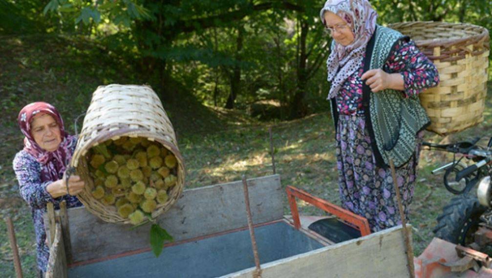 Erfelek’de köylüler dağdan topluyor kilosu 270 TL’ye satıyor. Geçen sene kilosu 50 TL’ydi 6